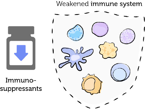 The weakened immune system, EBV, and PTLD