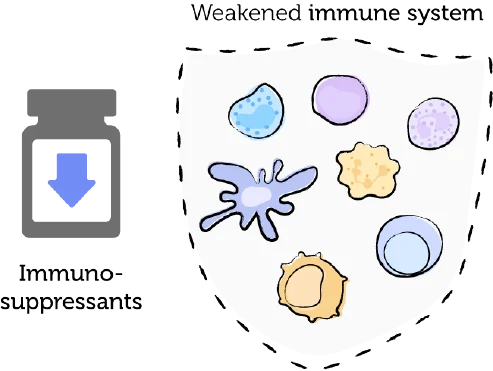 The weakened immune system, EBV, and PTLD