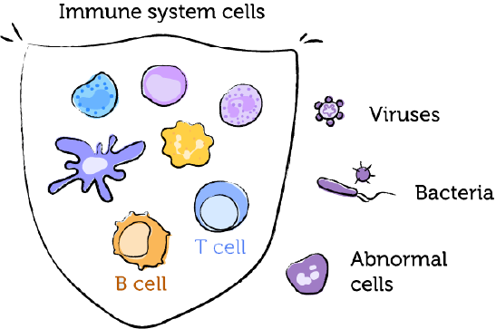 The working immune system and EBV