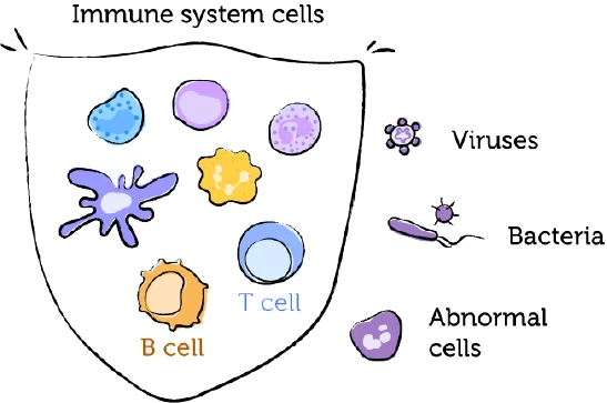 The working immune system and EBV