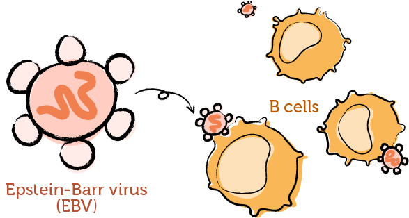 The working immune system and EBV 2