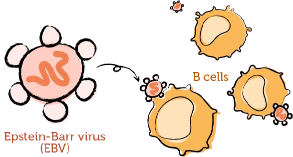 The working immune system and EBV 2