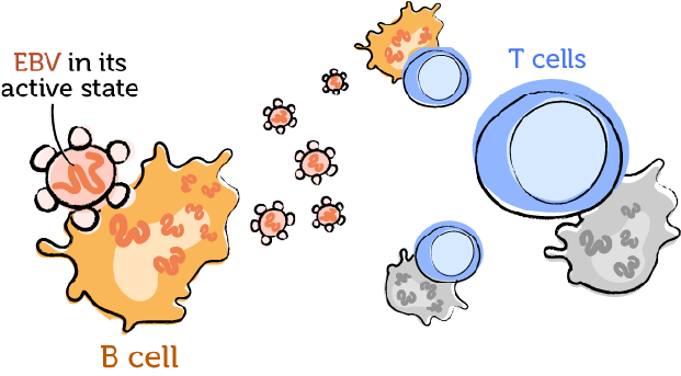 The working immune system and EBV 3