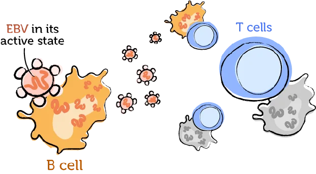 The working immune system and EBV 3
